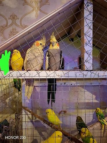bulbul quşu: Salam aleykum hazır bala veren quşlarıdı 9 çex 2 keşa qiymet qefes — 2