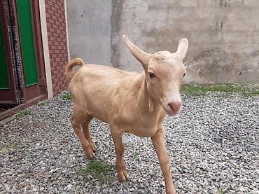 cuce satisi 2019: Allah hamının təsərrüfatına bərəkət versin.Erkək çəpiş — 1