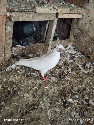 danışan tutuquşu satışı: Qiymət 1-ne aiddir.boz əbrəş erkek 16 tük,mor çəp erkək 18 tük.Əbrəş — 12