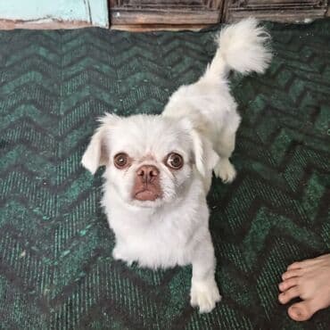 pişik bala: Pekines, 7 ay, Dişi — 6