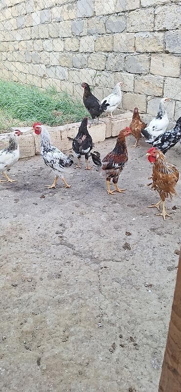 С/х животные и товары: Kend beceleri .Qiymet 11 manat — 3