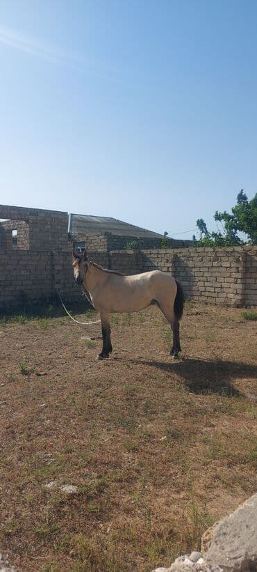 мини пудель: Məhşur adlı sanlı yorğa atların balasıdı.atası 60 anası 50 ə yaxın — 1