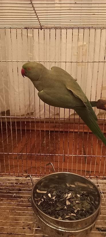 papuqay haqqında məlumat: Yaşıl rəngli uzunquyruq papağan (Psittacula növü) – Xüsusiyyətlər: - — 1