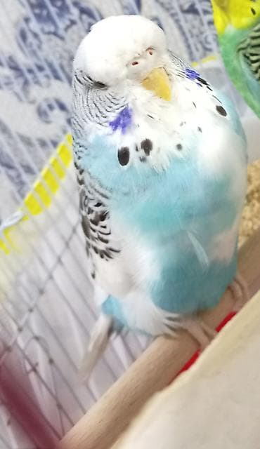 Попугаи: Növbəti ilan: Türkiyə cinsli dalğalı tutuquşu (budgerigar) - Rəng — 4