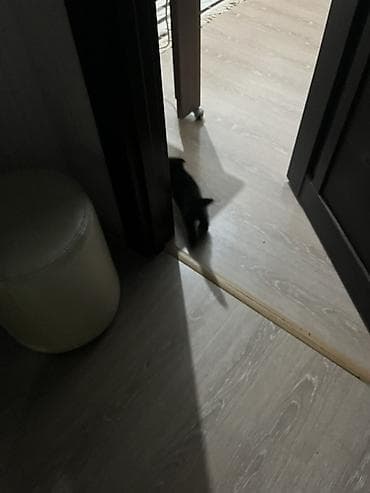 Gəmiricilər: Dişi, Yaxşı əllərə, Ünvandan götürmə, Ödənişli çatdırılma — 3