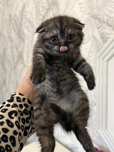 Akvariumlar: Şotland — 6