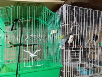 попугай ара цена: Salam bala cavan qusdardi isimle əlaqeli yeni teze duzeldim baxan — 7