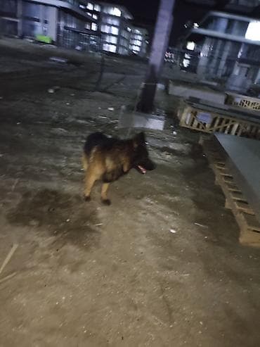 alman coban iti: Alman çoban iti, 1 il, Erkek, Sənədli, Ünvandan götürmə, Pulsuz çatdırılma, Ödənişli çatdırılma — 5