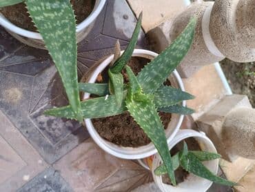kokelmek ucun bitki caylari: Aloe Vera, kosmetologiyada istifadə olunur. Əsl Aloe Veradır — 3