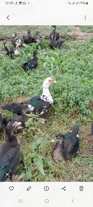 bildirçin satilir 80 qep: Digər quşlar — 1