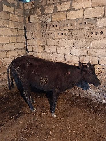 kangal balasi: Dişi, il: 1, Damazlıq, Ünvandan götürmə — 2