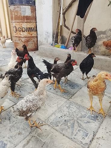 Toyuqlar: Toyuq, Yumurtalıq — 3