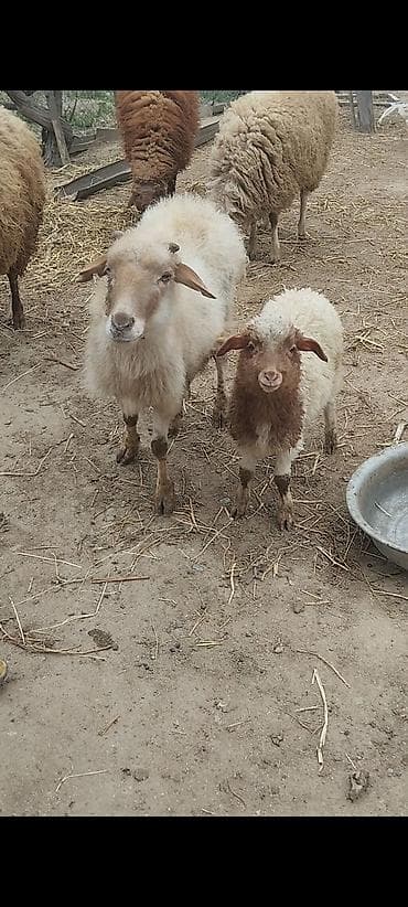 Ana bala qoyunbalasi erkekdi tam sağlamdilar yeyimcil heyvandi,bala