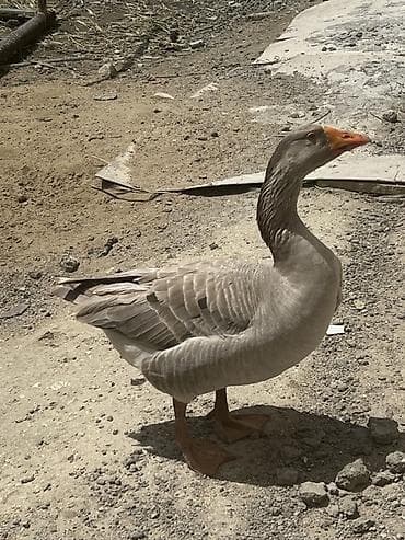 çöl qazı: Qoca qazdı sağlam qazdı prablemi yoxdu tək qalıb deyə satıram tülkü bu — 4