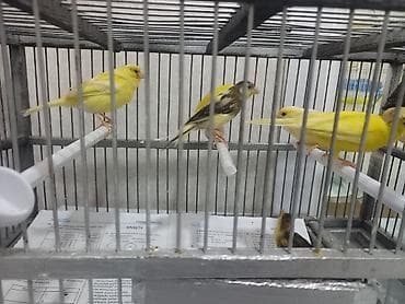 gence quşlar: Hamısı mayalardı biri 35m - Xüsusiyyətlər: melodik səs, ev şəraitinə — 4