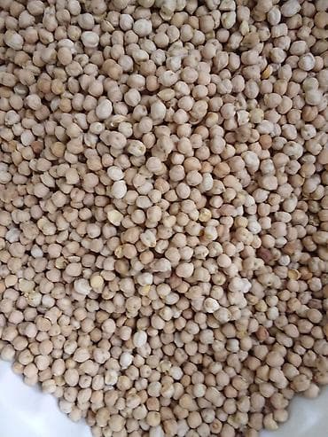 Salam.Sərfəli qiymətə noxud satılır ümumi 200 kq a yaxındır və hamsi