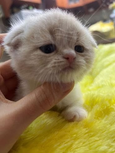 pişim: Şotland — 5