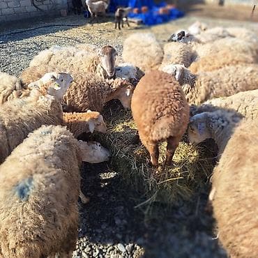 Damazliq 20 qoyun 11 denesi yani balali 8 bogaz cemi 31 dene heyvandi — 3