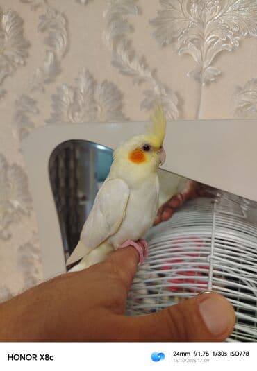 geref quşu: Nymph paraket (kokatiel) – sarı/albino rəng çaları, yanaqlarda narıncı — 8