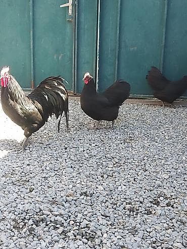 Quşlar: Salam. Avstrolop mayali yumurtaları. Sifariş qəbul olunur. Ünvan Binə — 3