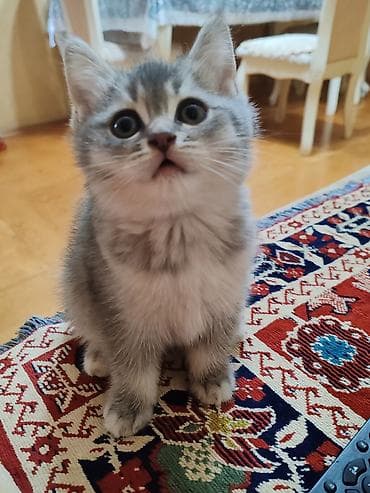 qurdbasar balaları: Britan, Dişi, Yaxşı əllərə, Ünvandan götürmə — 9