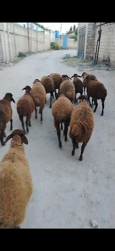 at satılık: Quzu, Erkək, Qala, ay: 1, 25 kq, Damazlıq, Ünvandan götürmə — 3