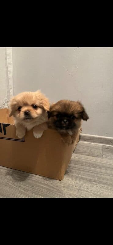 Pekines, 4 ay, Dişi, Ünvandan götürmə
