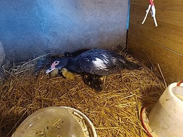 ördek: 15 ədəd 4 günlük təmiz cins lal ördək balaları.Macar,Mirvari,fındığı — 2