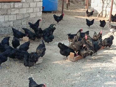 alman coban: Toyuq, Yumurtalıq — 15