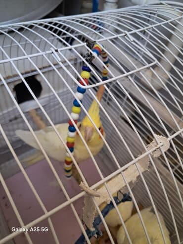 вольер для волнистых попугаев: Bir yaşı var qızğın erkək təmiz quşdur heç bir problemi yoxdur — 2