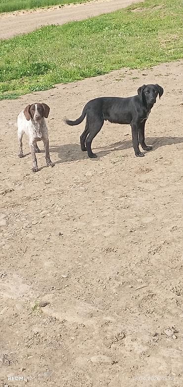 qoyun satışı: İt balaları – 2 ədəd 1dişi digəri erkək Təlimə ehtiyacı var, çox — 3