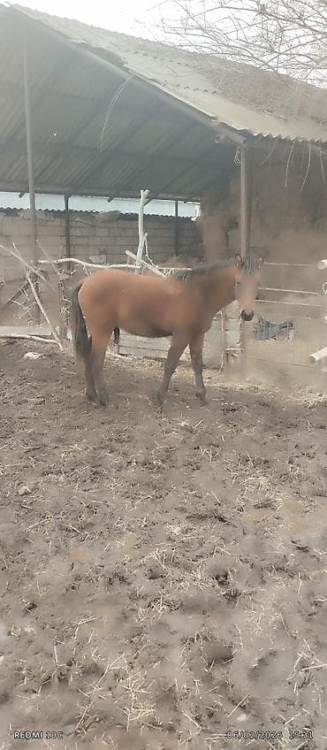 pulsuz heyvan: Erkək, il: 1, Ünvandan götürmə — 1