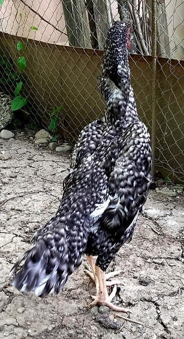 cücə toyuq: Toyuq, Damazlıq — 2