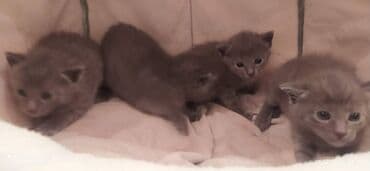 bala pişiklər: Britan, Erkək, Dişi — 4