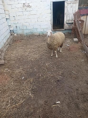 qizil baliq satisi: Qoyun – yerli cins - Şəkillərdə görülən, dolğun bədənli, ağ başlı — 3