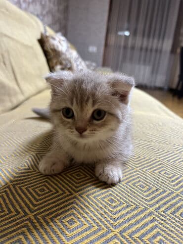 самюн ван в душанбе: Шиншилла, Самец, Самовывоз — 2