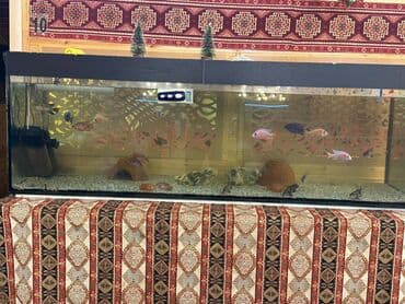 nefis döner masazir: Suraxanı rayonu,Yeni Günəşli ərazisində,3 mərtəbəli,1500 kv sahəsi — 9