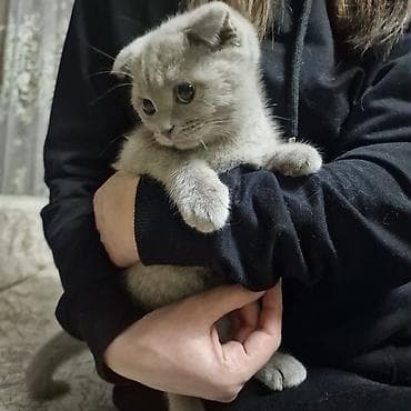 anqor pisik: Britan — 5