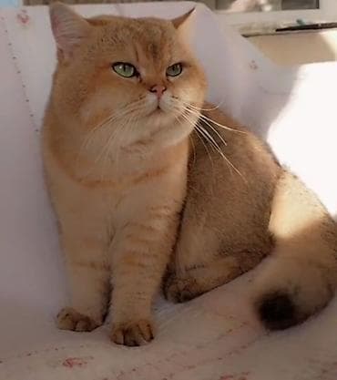 Pişiklər: Qızıl şinşilla, Erkək, Cütləşmə üçün — 8