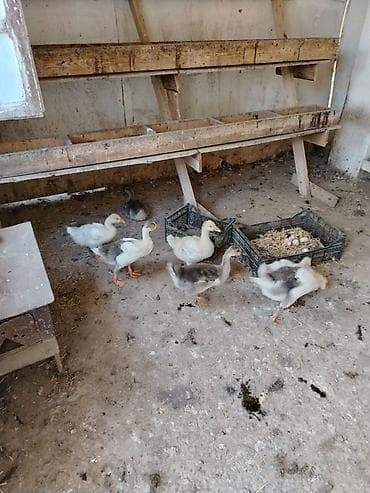 K/t heyvanları və malları: Məhsul: cücələr (qaz balaları) Təsvir: - Şəkillərdə kənd təsərrüfatı — 2