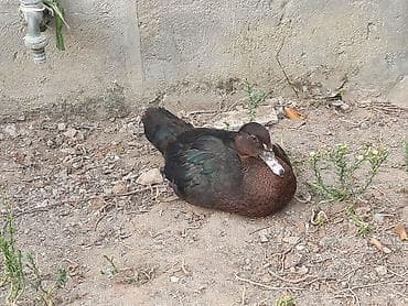 cane corso yavru: Salam gordyvuz ordekler satisa cixti temiz cinsi ordekler lavda zumrdu — 1