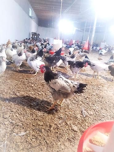 toyuq satilir: Toyuq, Bresse, Damazlıq, Ünvandan götürmə — 3