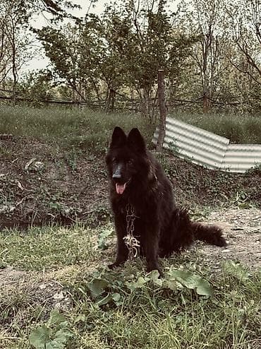 tap az itler kangal: Alman çoban iti — 2