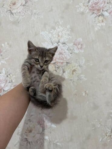 pişik paltarları: Amerikan Shorthair, Dişi, Yaxşı əllərə — 13