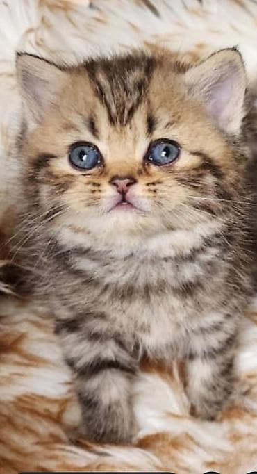 pişik qutusu: Britan, Erkək, Ödənişli çatdırılma — 1