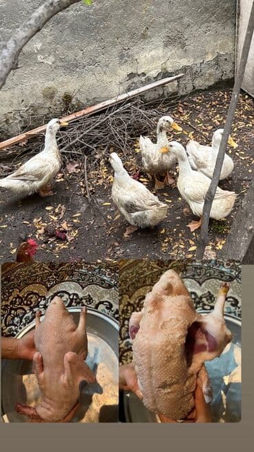 Ağ rəngli kuban cinsi ördəklər – diri şəkildə. Təmizlənmiş halda