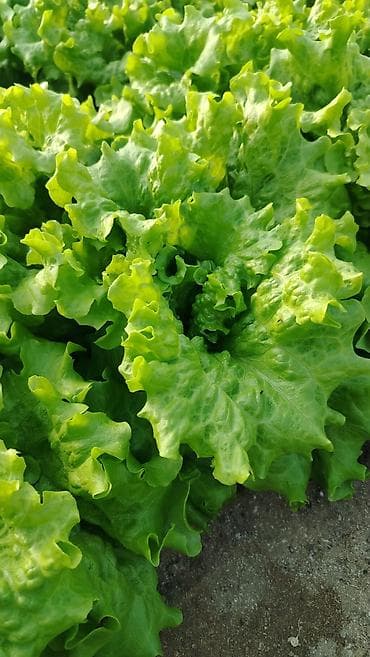 hilba bitkisi nedir: Məhsul: Yaşıl yarpaqlı kahı (açıq yarpaqlı/leaf lettuce) Təsvir: - — 3