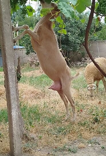 qoyun quzu nece yazilir: Самка, Alpine, Zanen, лет: 1, 50 кг, Для молока, Для разведения, Самовывоз — 1