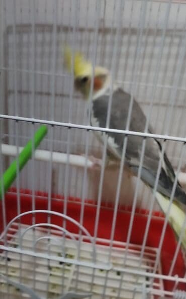 ingilis setter it cinsi: Salam dağıstan sortu korella satılır 5 aylıqdı danışmağa hazırdı — 2