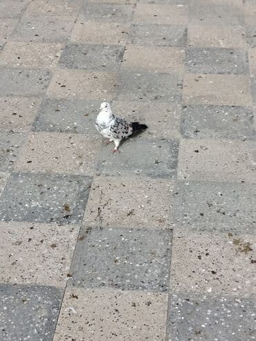 göyercin yuvası: Məhsul: Bəzək və uçuş üçün göyərçinlər Təsvir:salam. 4 eded goyercin — 8